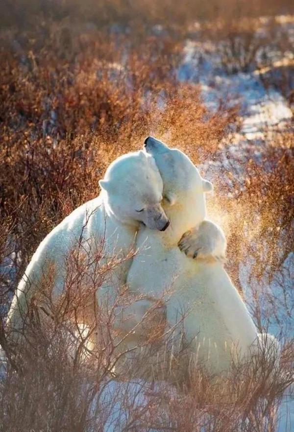 雪中精靈，太美了