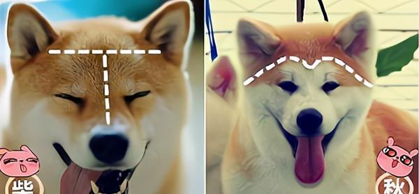 區分“秋田犬”和“柴犬”很簡單,這幾個細節輕鬆辨別 區分“秋田犬”和“柴犬”很簡單,這幾個細節輕鬆辨別