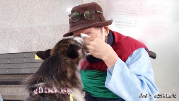 主人因病住院,狗狗每天期待主人回家,一年後的團聚卻是離別 主人因病住院,狗狗每天期待主人回家,一年後的團聚卻是離別