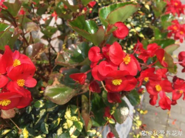 入秋一盆水，休眠的花“醒了”，猛長大花苞