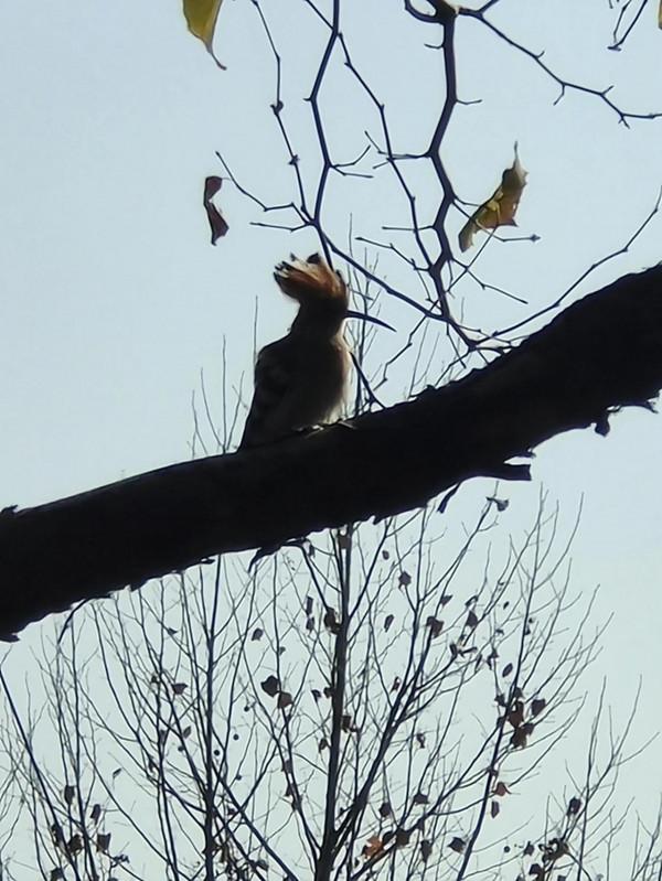 《路邊的豹紋鳥》