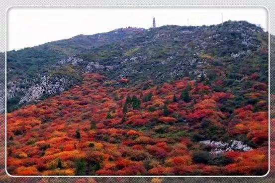 晉陽八景之——崛圍紅葉 晉陽八景之——崛圍紅葉