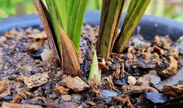9月養蘭花,給它做好3個關鍵養護,才能抽箭長花苞 9月養蘭花,給它做好3個關鍵養護,才能抽箭長花苞