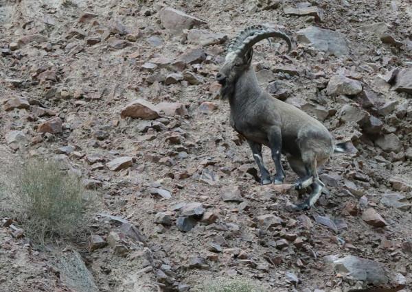 新疆東天山出現成群的北山羊,在山間上躥下跳覓食,超愛舔巖壁 新疆東天山出現成群的北山羊,在山間上躥下跳覓食,超愛舔巖壁