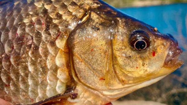 如何尋找魚窩，教你三種快速找到魚窩技巧，在魚窩裡釣魚事半功倍