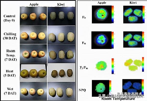 FluorCam葉綠素熒光成像技術應用於果實品質檢測與光合生理研究 FluorCam葉綠素熒光成像技術應用於果實品質檢測與光合生理研究