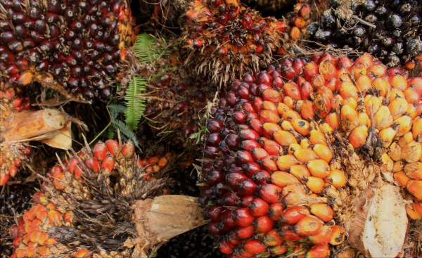 部落土著文化和非洲動植物自然風景相結合的剛果20000法郎鈔票 部落土著文化和非洲動植物自然風景相結合的剛果20000法郎鈔票