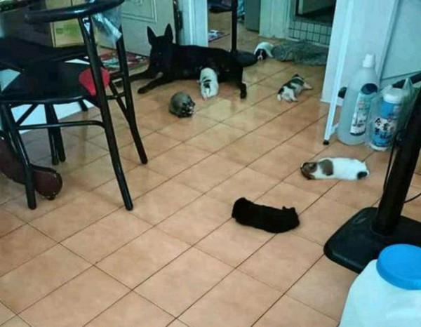 女孩曾救過黑狗，半年後黑狗主動來找她，還帶來了8只小狗