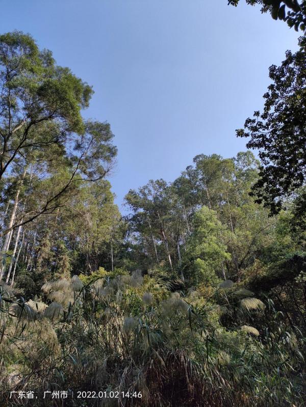 大夫山森林公園 大夫山森林公園