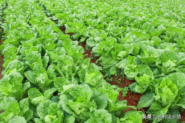 白菜、蘿蔔、胡蘿蔔按這幾個方法種植,大幅增產,實踐經驗 白菜、蘿蔔、胡蘿蔔按這幾個方法種植,大幅增產,實踐經驗