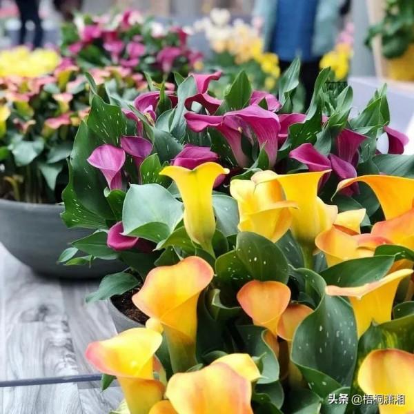 那些植物界的愛馬仕