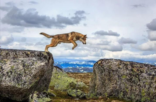 民間老故事：獵狼犬巴猛的故事