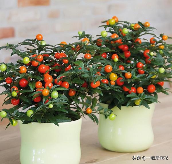 盤點十款有毒花，再喜歡也別養在家裡，你家養過幾種？