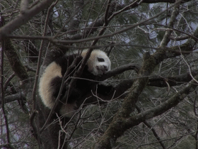 出沒於秦嶺的野生熊貓，是山中帶毛修行的真隱士