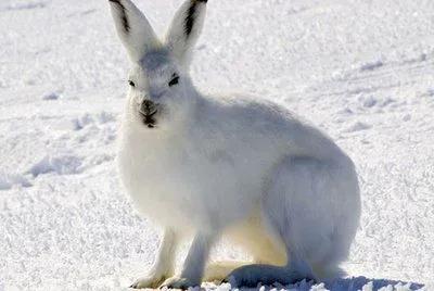 4種超萌超可愛的北極動物,你覺得誰才是北極的顏值擔當呢 4種超萌超可愛的北極動物,你覺得誰才是北極的顏值擔當呢