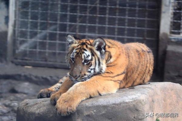 虎頭虎腦 虎虎生威 這波老虎表情包值得擁有