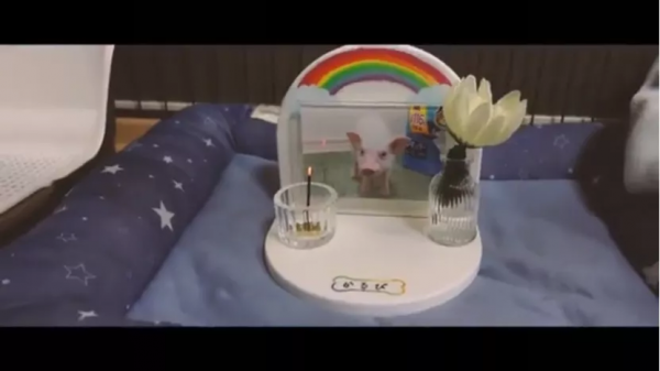 男子養寵物豬100天，直播殺掉，又給豬開追悼會，他是怎麼想的？