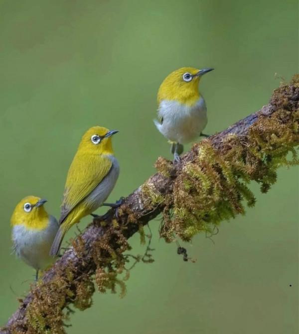 這樣的鳥圖，誰不想擁有？