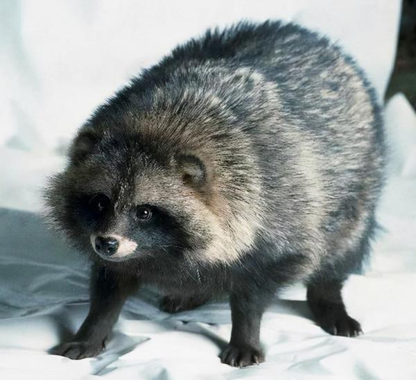 虎嘯 熊嗷 狼嚎 豹上樹，林海雪原為何這麼熱鬧？因為雪季到了