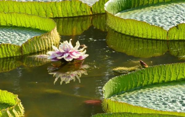 分享圖片，猶如曇花一現的王蓮開花，各種顏色，各種姿態大全