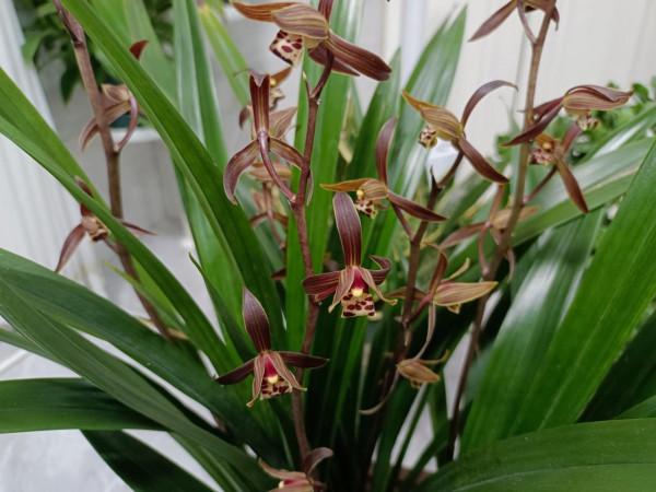 墨蘭開花期養護有方法，花香濃，花期長，花後新芽萌發早