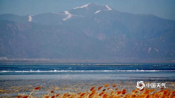 北京延慶:數千只灰鶴翩翩起舞 形成一道亮麗風景線 北京延慶:數千只灰鶴翩翩起舞 形成一道亮麗風景線