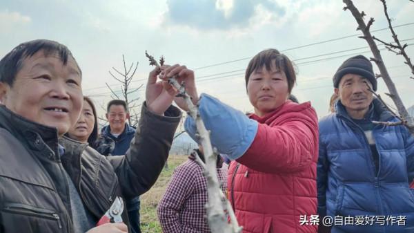 勉縣定軍山林果園有位身殘志堅的聾啞女骨幹