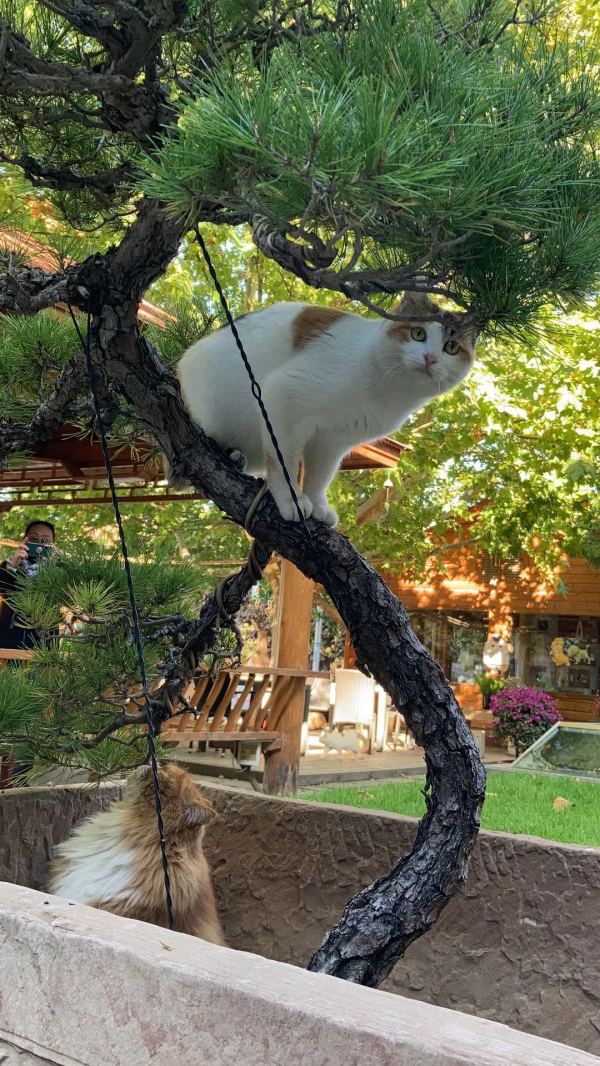 生命不能承受之…重