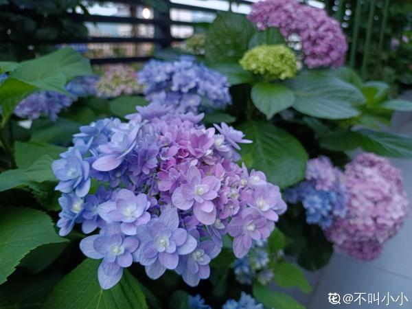 懷孕辣媽超愛養花,親力親為建花園,現在人人都羨慕 懷孕辣媽超愛養花,親力親為建花園,現在人人都羨慕