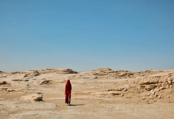 強者定律:金蟬定律,螞蟻定律,牛蠅定律,毛毛蟲定律,野馬定律 強者定律:金蟬定律,螞蟻定律,牛蠅定律,毛毛蟲定律,野馬定律