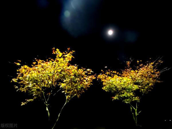 詩：中秋的月光——每一條月光上都寫著：神往