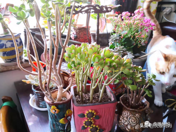 我家雙十一入項的多肉鮮花留影檔案記錄（三）