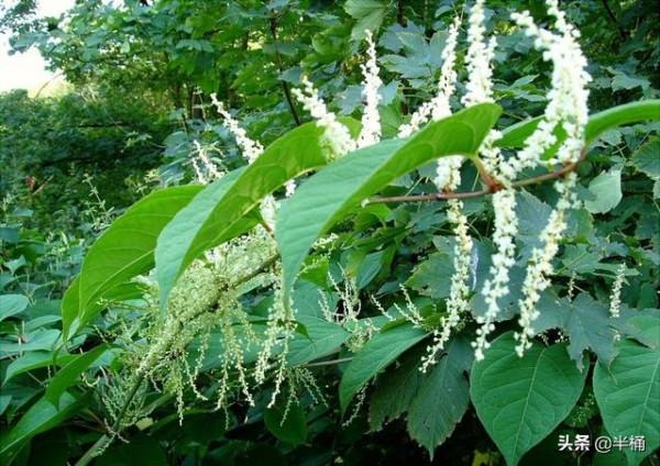 入侵英國導致房價暴跌的日本虎杖,為何我國敢大力種植? 入侵英國導致房價暴跌的日本虎杖,為何我國敢大力種植?