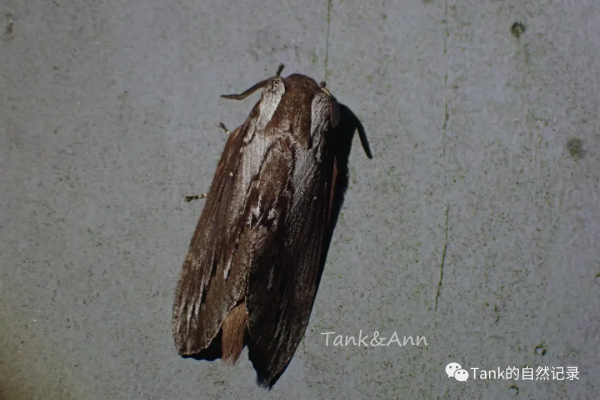 Tank的自然記錄•鱗翅目的蛾子們