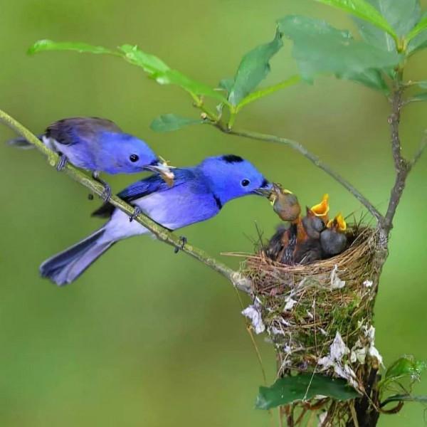 分享——最珍貴罕見的鳥