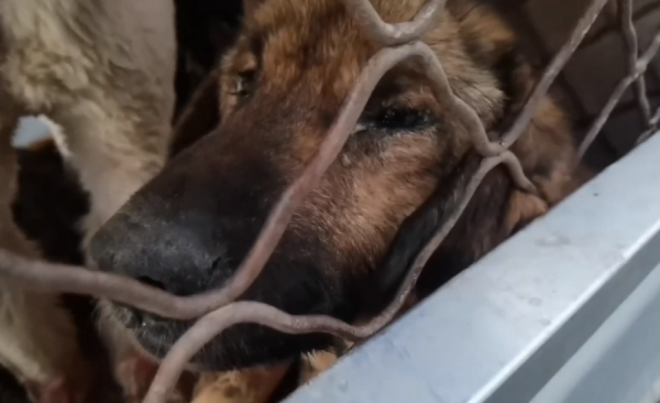 東北：病、死、懷孕！一車車寵物狗將被送進狗肉館，大姐：太殘忍