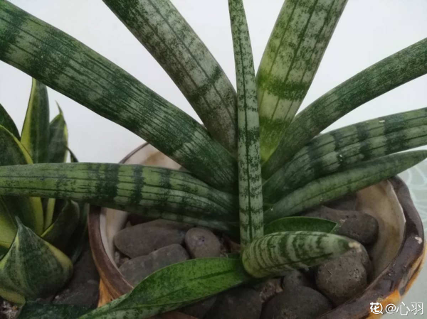 家裡光不好，就養10種耐陰綠植，葉子比花還要美