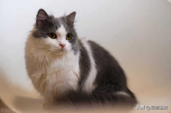 拿破崙貓為什麼叫拿破崙貓,拿破崙貓是什麼貓 拿破崙貓為什麼叫拿破崙貓,拿破崙貓是什麼貓