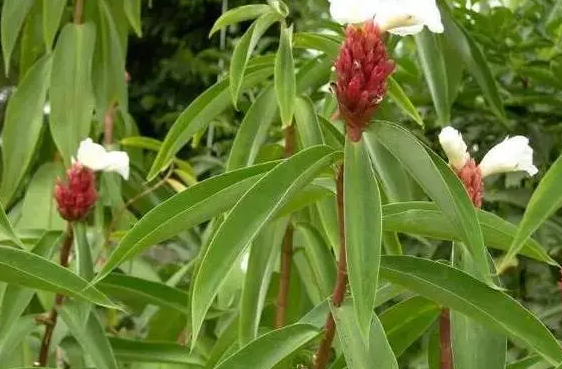 農村有一道美食，不打雷不出現，你們有吃過嗎？