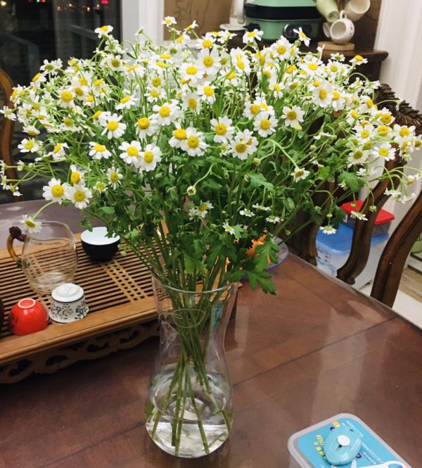 夏日養花太麻煩?別慌,雛菊花期長又省心 夏日養花太麻煩?別慌,雛菊花期長又省心