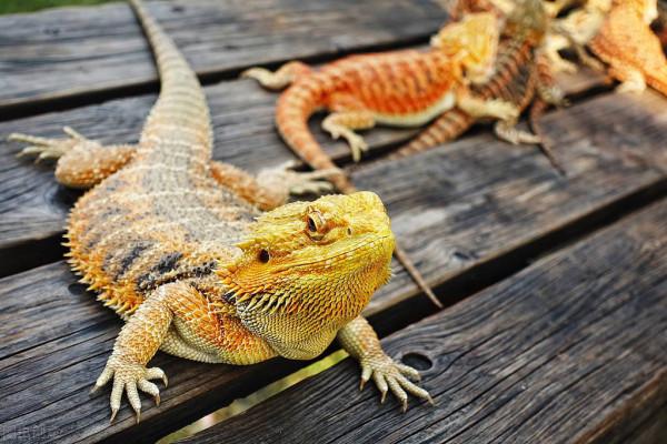 人不犯我，我不犯人的生物 你對這些動物瞭解多少