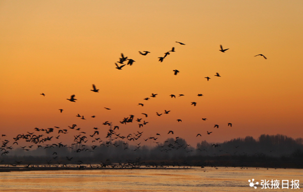 壯觀!溼地冬景美,候鳥舞翩躚 壯觀!溼地冬景美,候鳥舞翩躚