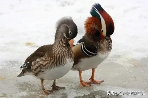 分享——比翼鳥