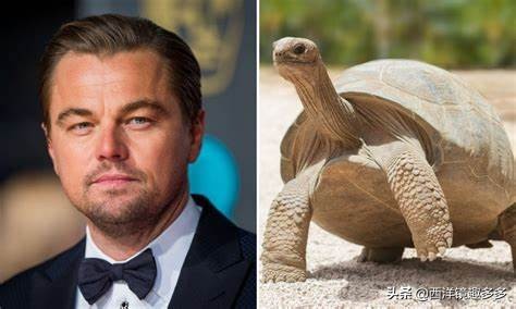 妮可·基德曼的羊駝，施瓦辛格的驢子，看看他們都在養哪些神獸