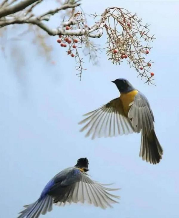 分享圖片——鳥戀花 兒
