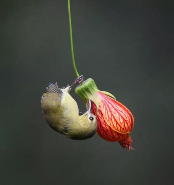 太陽鳥吃燈籠花是真，是假