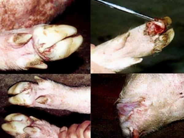 豬口蹄疫最佳的治療方法不是打針和用藥，不要嚇到它最有效