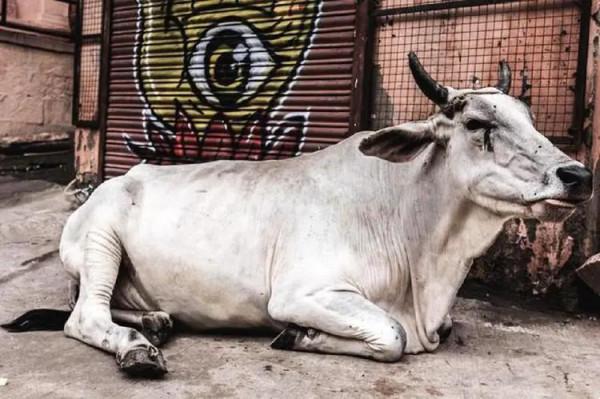 價值高達2個多億，最昂貴的牛，這頭喝酒的牛有何“重要任務”？