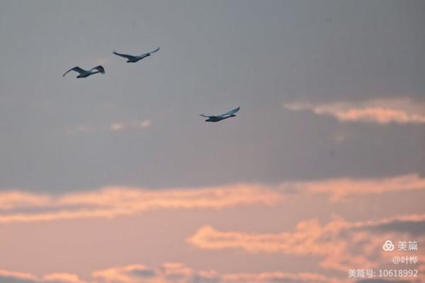 龍感湖的小天鵝 圖文/葉 樺
