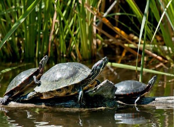 釣魚遇到放生佬：身披“黃馬褂”，對著河面唸叨，網友：違法了
